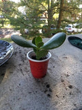 Succulent Jade Plant 2" Cup Crassula ovata Green Starter Houseplant, Easy Care Indoor Outdoor