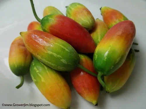 Tindora Plant Root - Ivy Gourd (Coccinia grandis) Edible Vegetable, Self-Fruitful, Chemical-Free