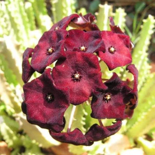 Caralluma Umbellata Potted Plant - Rare Succulent in 3.5" Pot