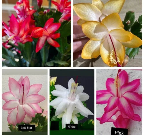 5 Cuttings Christmas Cactus Set - Red, Pink, White, Yellow, Epic Star - Schlumbergera spp.
