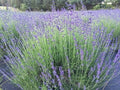 Lavender Live Plant, 1" Starter, Munstead Angustifolia, Drought-Resistant, Aromatic Garden Essential, Hardy in Zones 5-9