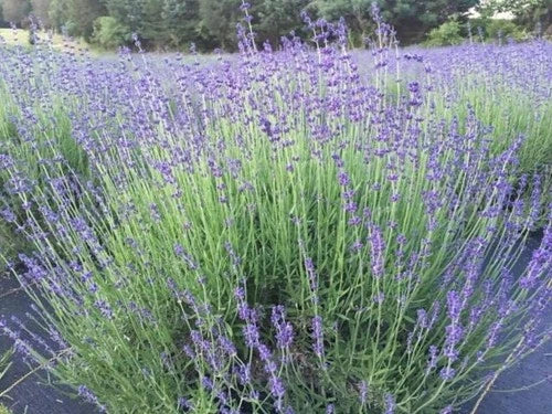 Lavender Live Plant, 1" Starter, Munstead Angustifolia, Drought-Resistant, Aromatic Garden Essential, Hardy in Zones 5-9