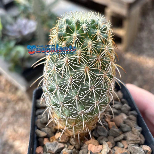Live Rooted Cactus - Coryphantha recurvata 3.25" Container - Drought-Tolerant Desert Plant for Indoor & Outdoor Gardens