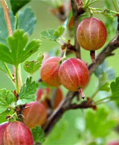 Dormant Jahns Prairie Gooseberry Live Starter Plant - Edible Shrub Zones 3-8