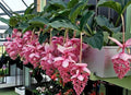Royal Chandelier Medinilla Plant Starter - Rare Indoor Tropical Medinilla magnifica