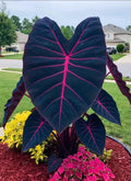 Butterfly Beauty Colocasia esculenta - Small Rooted Elephant Ear Plant - Tropical Houseplant Starter in Pot