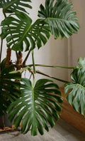 Monstera Deliciosa Rooted Cutting 10" Live Swiss Cheese Plant Indoor Houseplant