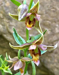 Adam & Eve Orchid Bare-Root Corms Aplectrum hyemale Native to Eastern US & Canada