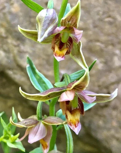 Adam & Eve Orchid Bare-Root Corms Aplectrum hyemale Native to Eastern US & Canada