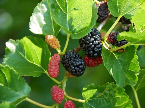 Dwarf Everbearing Mulberry Cuttings - 20+ Morus nigra Cuttings for Root Propagation
