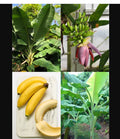 Dwarf Musa Banana Plant Starter - Small Rooted Musa acuminata 'Dwarf Orinoco' for Container & Landscaping