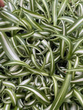Curly Spider Plants - 4 Rooted Indoor Houseplants - Easy Care Chlorophytum comosum