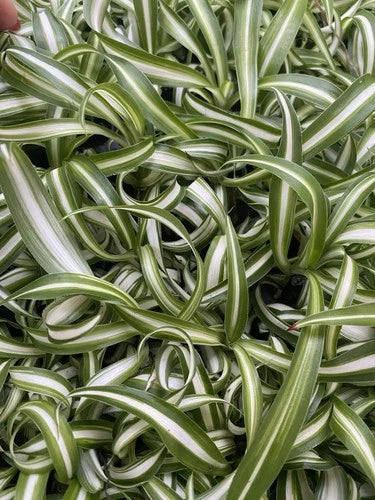 Curly Spider Plants - 4 Rooted Indoor Houseplants - Easy Care Chlorophytum comosum
