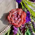 Echeveria Orange Monroe Succulent Plant - Bare Root Live Plant - Colorful Peach & Pink Rosette - Echeveria spp.