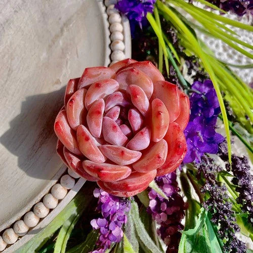 Echeveria Orange Monroe Succulent Plant - Bare Root Live Plant - Colorful Peach & Pink Rosette - Echeveria spp.