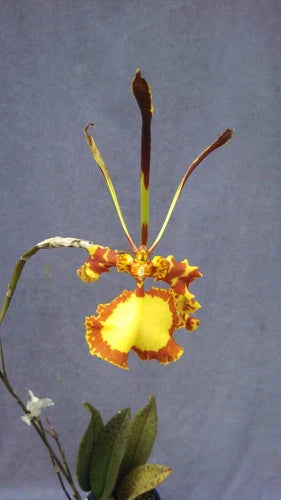 Psychopsis Mendenhall 'Hildos' FCC/AOS Orchid - Rooted Plant in 2.5" Pot