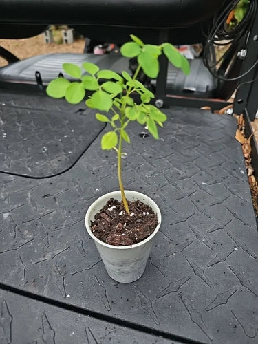 Moringa oleifera Live Plant - 8" Starter Tree for Food Forest, Tropical Garden, Edible Landscaping