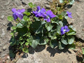 Wild Violet Bulbs 50 Pack, Viola sororia, Native Ground Cover, Purple Blooms, Bare Root Rhizomes for Planting