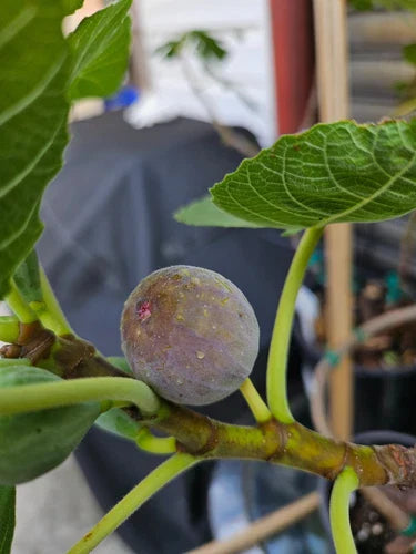 Smith Fig Cuttings 2 Pack - Ficus carica 'Smith' Green/Blue Variety for Home Propagation