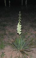 Bare Root Adam’s Needle Yucca Plant - Drought-Tolerant Perennial - Yucca filamentosa - Full Sun, Hardy to Zone 4