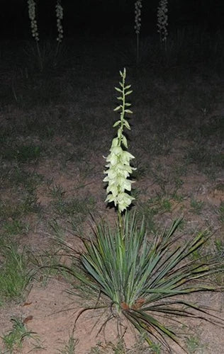 Bare Root Adam’s Needle Yucca Plant - Drought-Tolerant Perennial - Yucca filamentosa - Full Sun, Hardy to Zone 4