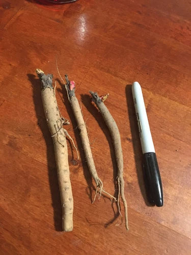 Victoria Rhubarb Plant Crown - Bare Root Perennial - Rheum rhabarbarum - Edible Red & Green Stalks