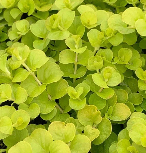10 Bare Root Golden Creeping Jenny Live Starter Plants - Hardy Ground Cover Lysimachia nummularia Zones 3-9
