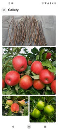 Apple Tree Cuttings 6+1 Free Organic Grafting Scions Pink Lady Fuji Golden Malus domestica