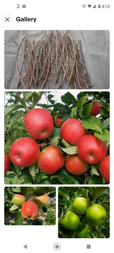Apple Tree Cuttings 6+1 Free Organic Grafting Scions Pink Lady Fuji Golden Malus domestica