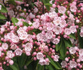 Pink Mountain Laurel Live Plant Bare Root – Kalmia latifolia, All-Natural, Compact, Garden Flower