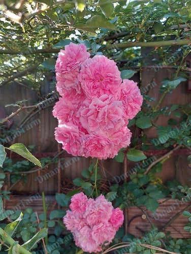 Heirloom 7 Sisters Pink Rambler Rose Bush Live Plant – Organic Climbing Rose, Rosa multiflora, Bare Root, Fast Growing, Garden Trellis