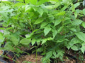 Black Walnut Trees - 3 Bareroot Seedlings Juglans Nigra Organic Zones 4-9