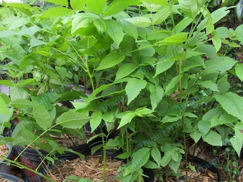 Black Walnut Trees - 3 Bareroot Seedlings Juglans Nigra Organic Zones 4-9