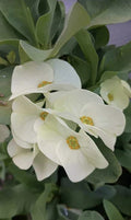 Crown of Thorns Cutting – Euphorbia milii – White Flowers – Indoor & Garden Planting Material