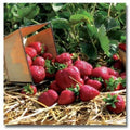 Quinault Everbearing Strawberry Plants - 10 Bare-Root Fragaria × ananassa for Continuous Harvests