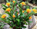 Golden Brush Dwarf Ginger Plant - Burbidgea schizocheila Small Rooted Starter