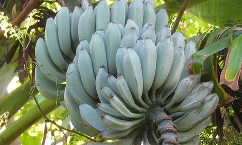 Blue Java Banana Plant in 3" Pot | Ice Cream Banana | Cold-Tolerant Musa acuminata x Musa balbisiana