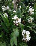 Hedychium Coronarium Rhizomes – 2 White Butterfly Ginger Plants – Fragrant Tropical Garden Exotic Flower Bulbs