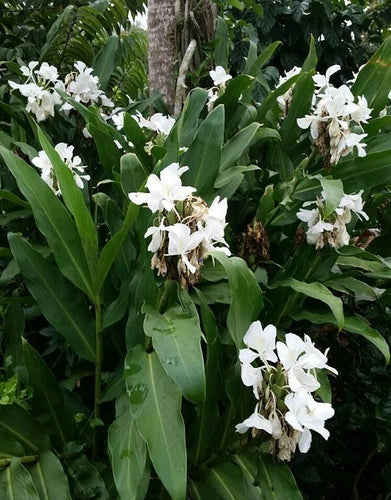Hedychium Coronarium Rhizomes – 2 White Butterfly Ginger Plants – Fragrant Tropical Garden Exotic Flower Bulbs
