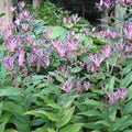 Japanese Toad Lily Starter Plant - Tricyrtis 'Sinonome' - Drought Tolerant Hardy Zones 5-9, Part Shade, 6-10” Tall
