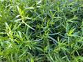 French Tarragon Live Plant - 1" Pot Artemisia dracunculus Culinary Herb for Cooking & Garden