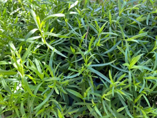 French Tarragon Live Plant - 1" Pot Artemisia dracunculus Culinary Herb for Cooking & Garden