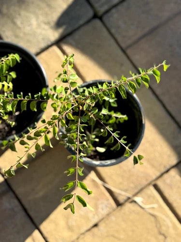 Live Curry Leaf Plant Bare Root 4-6 Inches Aromatic Murraya koenigii for Culinary & Indoor Gardening