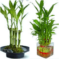 Lucky Bamboo Plant 7 Stalks 4 Inch - Dracaena sanderiana for Feng Shui & Wedding Favors