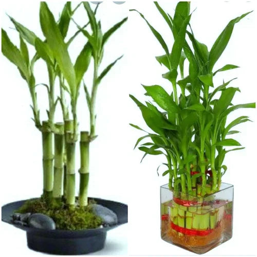 Lucky Bamboo Plant 7 Stalks 4 Inch - Dracaena sanderiana for Feng Shui & Wedding Favors