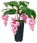 Live Starter Plant - Royal ZENZ Magnifica Medinilla - Rare Tropical Houseplant - Exotic Indoor Foliage Plant