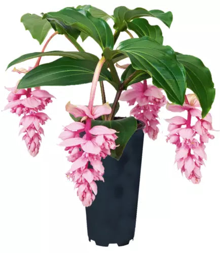 Live Starter Plant - Royal ZENZ Magnifica Medinilla - Rare Tropical Houseplant - Exotic Indoor Foliage Plant