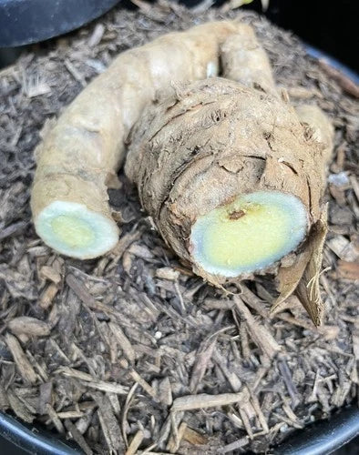 Black Turmeric Roots for Planting - Curcuma caesia, Organic 1 lb, Exotic Herb for Gardening and Cultivation