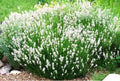Lavender Plant Plug - Ellagance Snow White - Perennial Live Rooted Plant for Garden & Indoor - Lavandula angustifolia