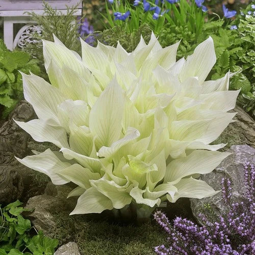 Hosta Bare-Root Plants 3 Pack White Feather Shade Garden Foliage Hosta plantaginea